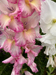 photo of gladiolus